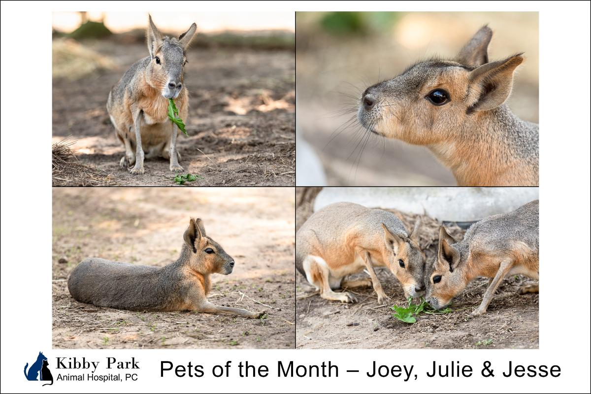 patagonian cavy pet